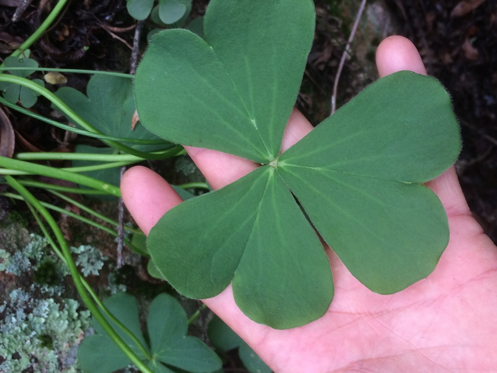 Oxalis monticola