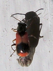 Anthocomus equestris