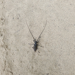 Monochamus maculosus