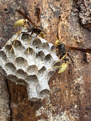 Mischocyttarus navajo
