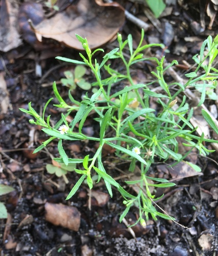 Erigeron canadensis image