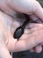 Lithobates catesbeianus