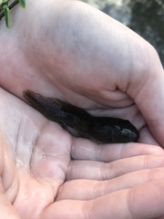 Lithobates catesbeianus