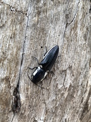 Chalcolepidius apacheanus