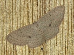 Poecilasthena anthodes