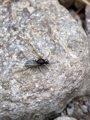 Liometopum apiculatum