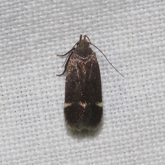 Anacampsis lupinella