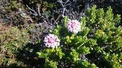 Pimelea ferruginea