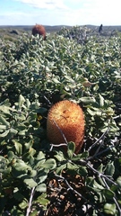 Banksia media