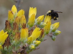 Bombus caliginosus