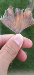 Bartheletia paradoxa