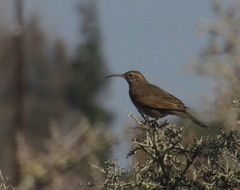 Upucerthia dumetaria