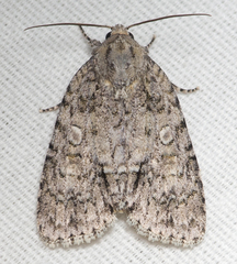 Acronicta modica