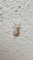 Hypercompe albescens