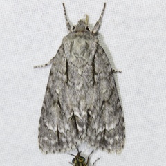 Acronicta laetifica