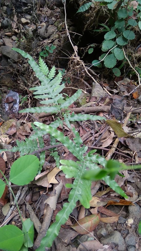 Pteris heteromorpha (Pteris heteromorpha)