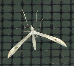 Platyptilia celidotus