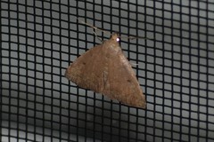 Zanclognatha protumnusalis