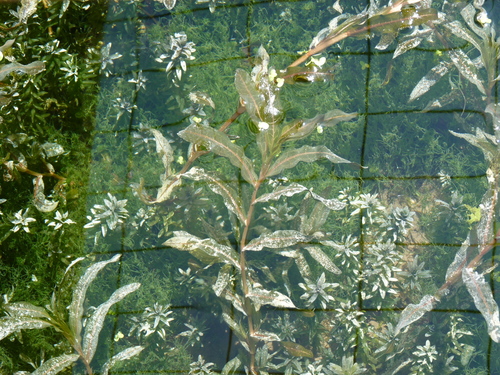 Potamogeton crispus iNat (3)