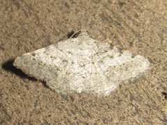 Frederickia disparcata