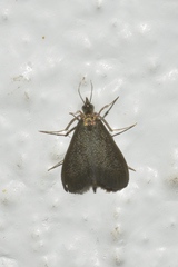 Pyrausta demantrialis