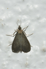 Pyrausta demantrialis