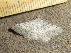 Frederickia disparcata