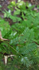 Pseudomyrmex spinicola