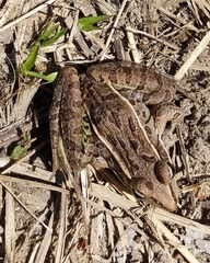 Lithobates berlandieri