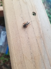 Cyphoderris