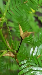 Pseudomyrmex spinicola