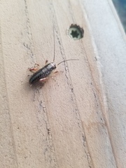 Cyphoderris