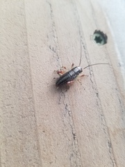 Cyphoderris