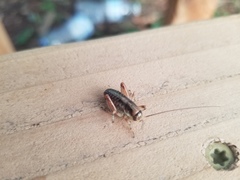 Cyphoderris