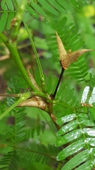 Pseudomyrmex spinicola
