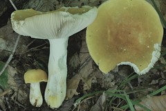 Russula ochroleucoides