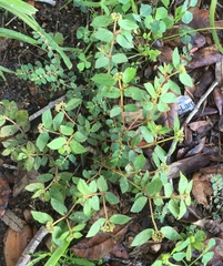 Euphorbia ophthalmica image