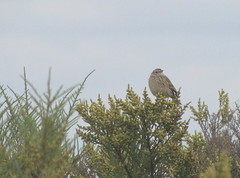 Anthus hellmayri