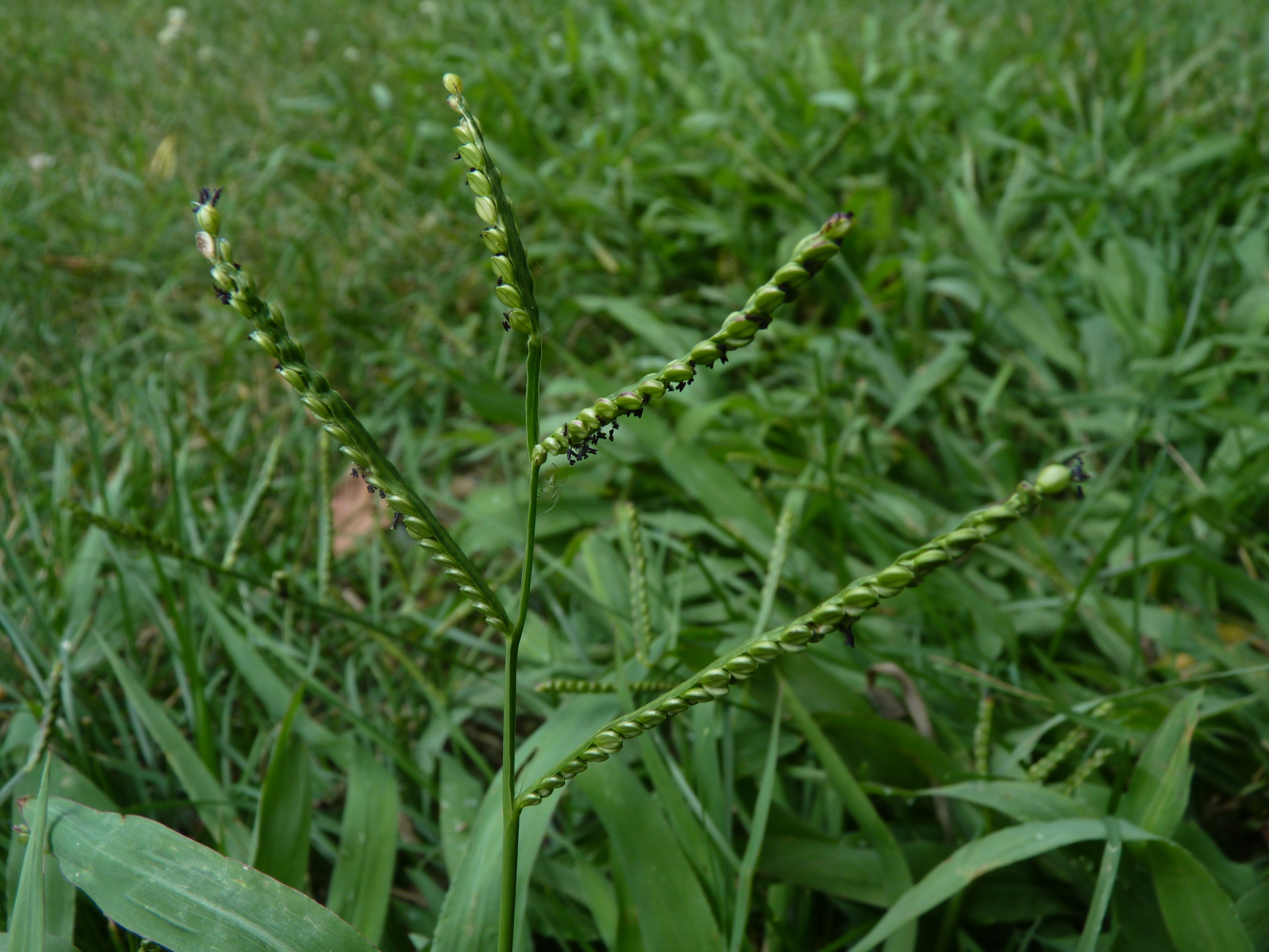 Paspalum pubiflorum var. glabrum