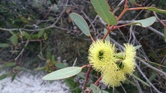Eucalyptus preissiana