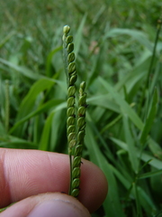 Paspalum pubiflorum glabrum