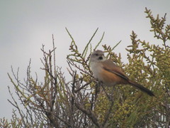 Pseudasthenes steinbachi