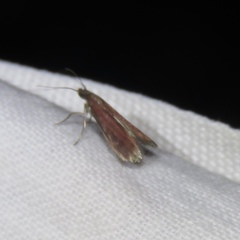 Varneria postremella