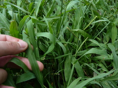 Paspalum pubiflorum glabrum