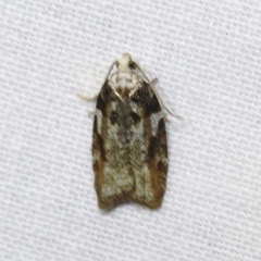 Acleris variana