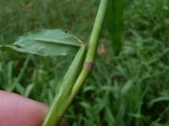 Paspalum pubiflorum glabrum