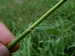Paspalum pubiflorum glabrum