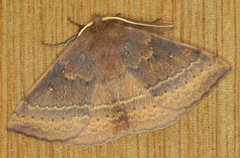 Anthela repleta