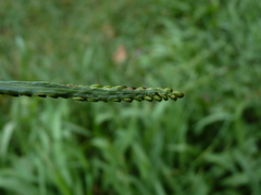 Paspalum pubiflorum glabrum