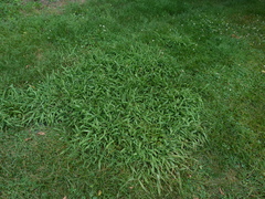 Paspalum pubiflorum glabrum
